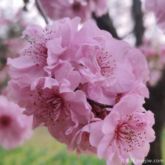 中國(guó)10大名花排行榜，你喜歡的花卉上榜了嗎(圖1)