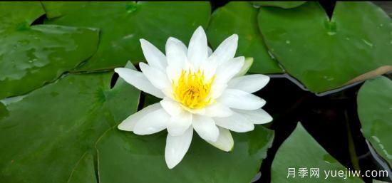 中國(guó)10大名花排行榜，你喜歡的花卉上榜了嗎(圖4)