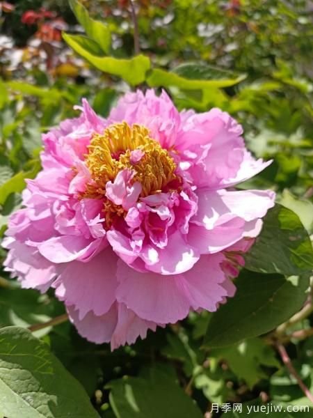 中國(guó)10大名花排行榜，你喜歡的花卉上榜了嗎(圖2)