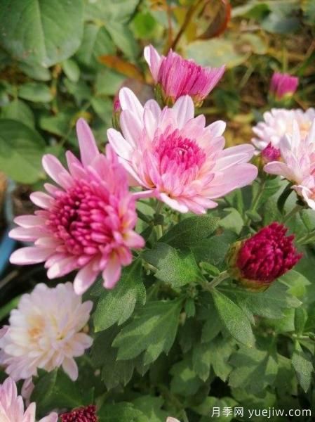 中國(guó)10大名花排行榜，你喜歡的花卉上榜了嗎(圖3)