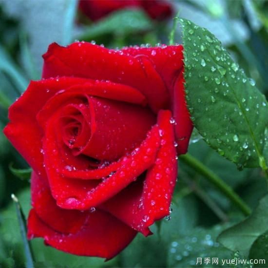 中國(guó)10大名花排行榜，你喜歡的花卉上榜了嗎(圖5)