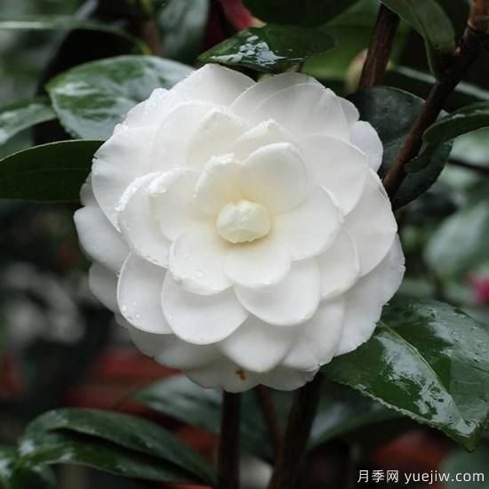 中國(guó)10大名花排行榜，你喜歡的花卉上榜了嗎(圖7)