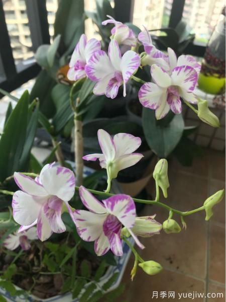 中國(guó)10大名花排行榜，你喜歡的花卉上榜了嗎(圖8)