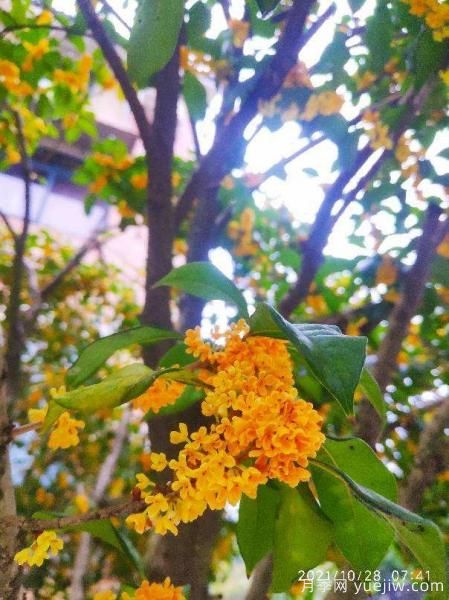 中國(guó)10大名花排行榜，你喜歡的花卉上榜了嗎(圖9)