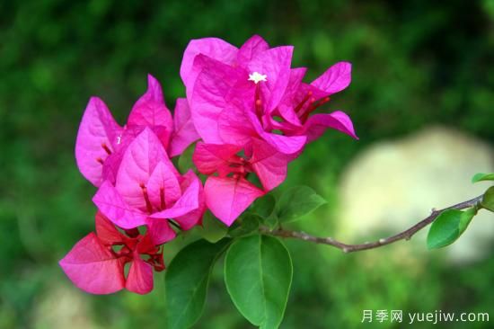 三角梅的3大常見難題，落葉色淺花期短看如何解決(圖1)