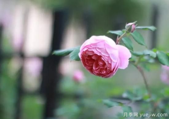 常見的18種藤本月季優(yōu)缺點，對號入座選擇(圖5)