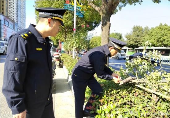 南陽樹狀月季遭腰斬，園林部門有獎征集破案線索(圖1)