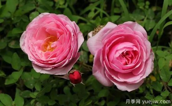常見的18種藤本月季優(yōu)缺點，對號入座選擇(圖6)