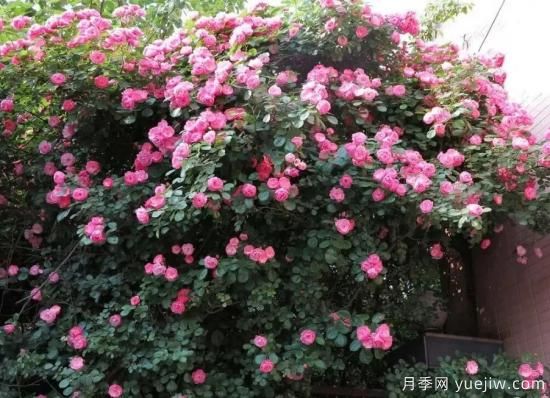 常見的18種藤本月季優(yōu)缺點，對號入座選擇(圖8)
