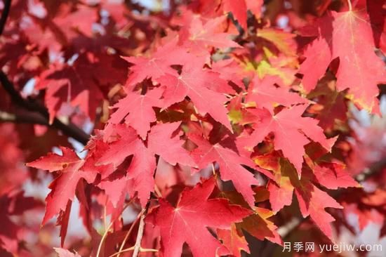 紅楓，4個紅楓品種是秋日植物里亮麗的風景線(圖2)
