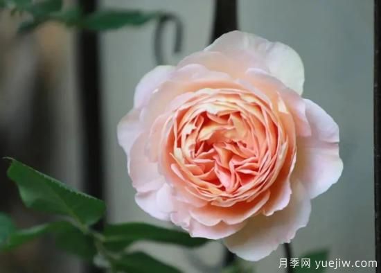 常見的18種藤本月季優(yōu)缺點，對號入座選擇(圖10)
