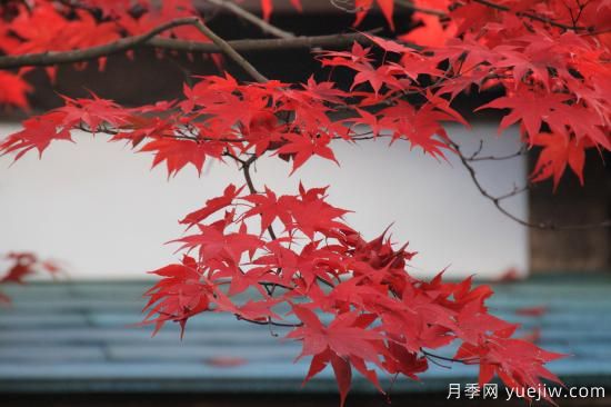 紅楓，4個紅楓品種是秋日植物里亮麗的風景線(圖3)