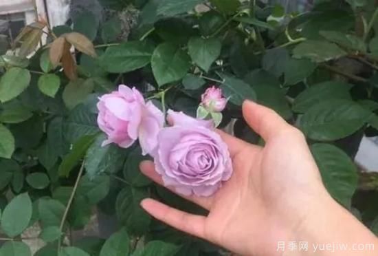 常見的18種藤本月季優(yōu)缺點，對號入座選擇(圖15)