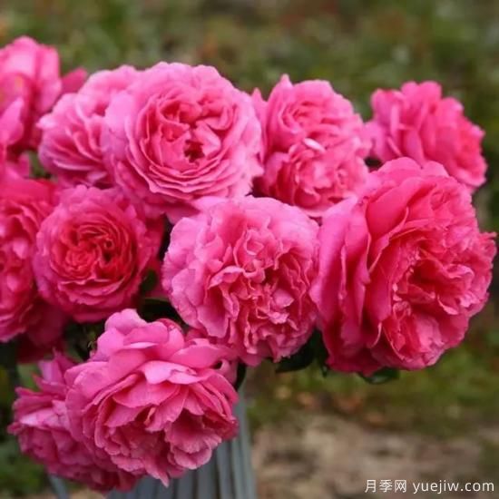 10大伊芙系列月季品種，花大濃香十分誘人(圖1)