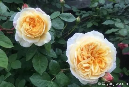 常見的18種藤本月季優(yōu)缺點，對號入座選擇(圖18)