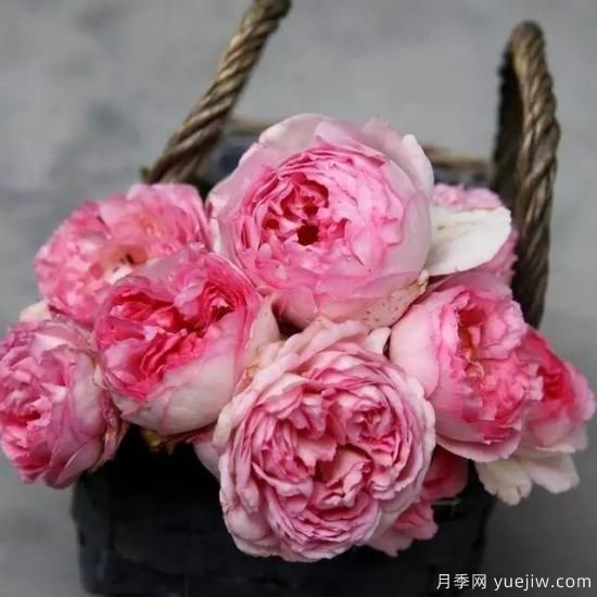 10大伊芙系列月季品種，花大濃香十分誘人(圖3)