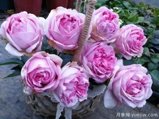 10大伊芙系列月季品種，花大濃香十分誘人(圖4)