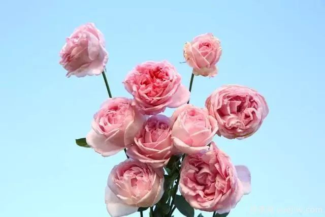 10大伊芙系列月季品種，花大濃香十分誘人(圖5)