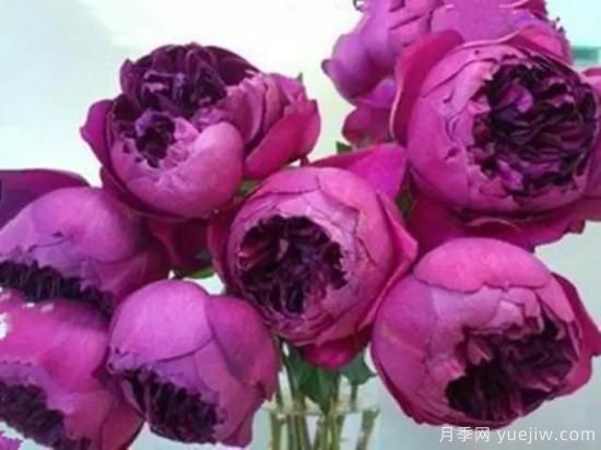 10大伊芙系列月季品種，花大濃香十分誘人(圖7)