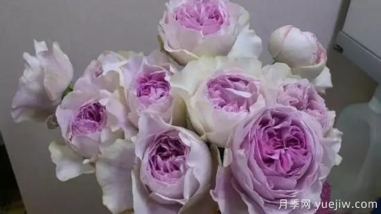 10大伊芙系列月季品種，花大濃香十分誘人(圖6)