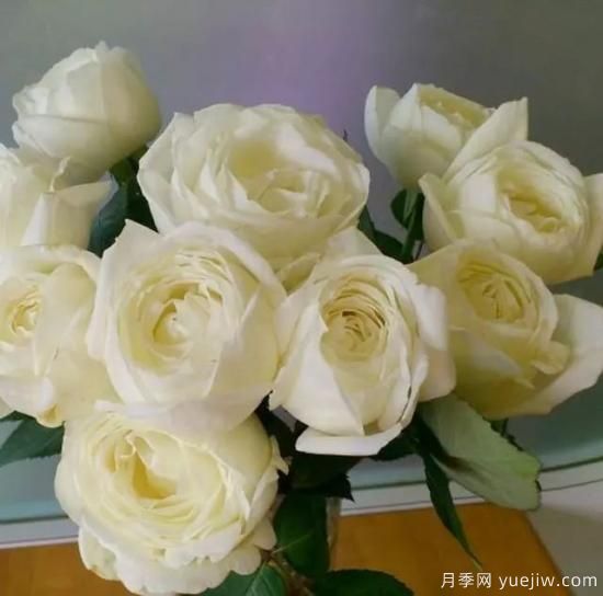 10大伊芙系列月季品種，花大濃香十分誘人(圖11)