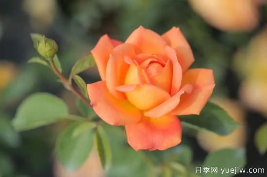 好期在四時，深愛如長風(fēng)，摯愛月季(圖2)