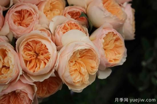 好期在四時，深愛如長風(fēng)，摯愛月季(圖5)
