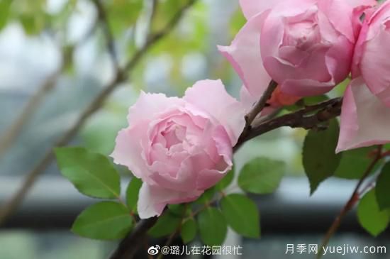 好期在四時，深愛如長風(fēng)，摯愛月季(圖4)