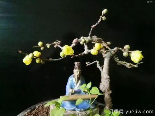 好看又省心，冬季適合懶人養(yǎng)的八大花卉植物(圖3)