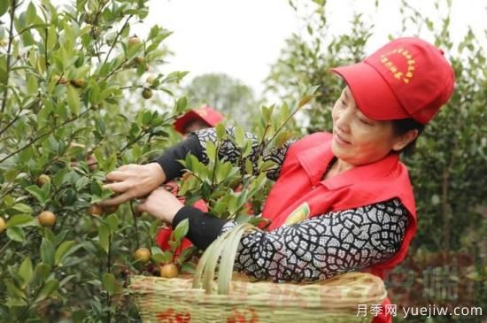 光山油茶果：從種得好到賣得好，怎么做到的(圖1)
