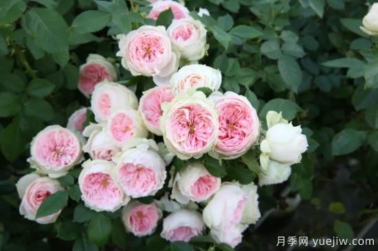 初冬月季花苞打不開，可能是這些原因，有什么應(yīng)對(duì)措施(圖6)