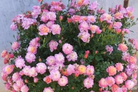 讓盆栽月季花開爆盆的方法，選對花盆，水肥管理是重點(diǎn)(圖1)