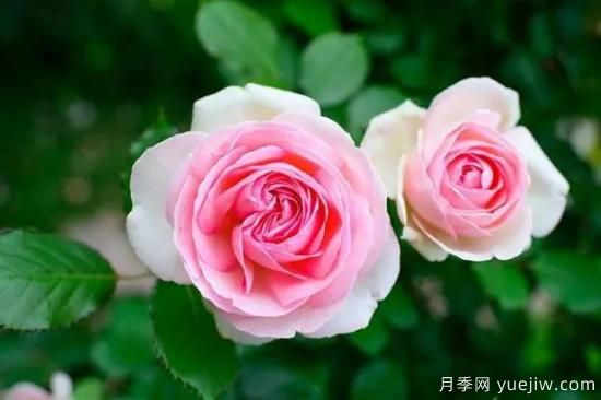 讓盆栽月季花開爆盆的方法，選對花盆，水肥管理是重點(diǎn)(圖2)