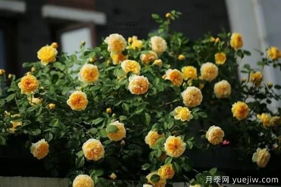讓盆栽月季花開爆盆的方法，選對花盆，水肥管理是重點(diǎn)(圖3)