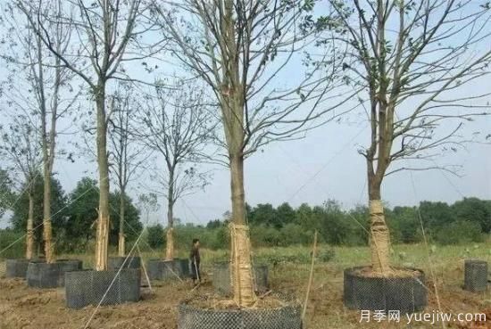 容器苗與傳統(tǒng)的大地育苗相比，優(yōu)點(diǎn)顯而易見(jiàn)(圖1)