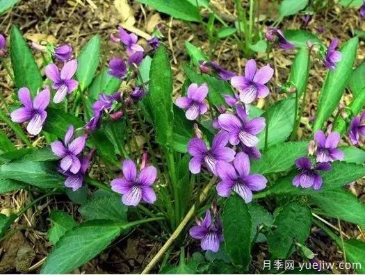 中草藥植物綠化，園林應(yīng)用新潮流？(圖1)