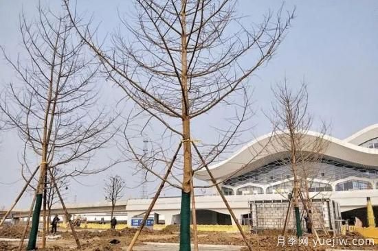 苗木栽植深度不對，該如何補救？(圖1)