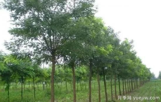 苗木長勢弱怎么辦？(圖1)
