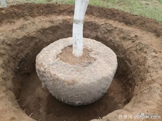 苗木取苗土球該多大合適呢？園林綠化施工挖樹穴的講究(圖2)