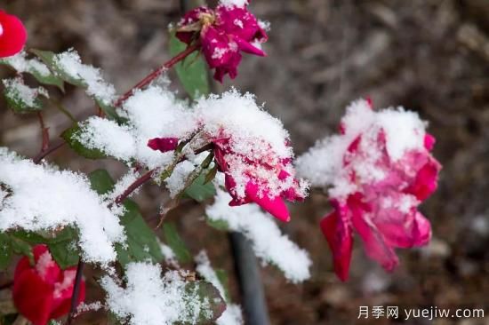 耐寒性，你家月季抗不抗凍？月季如何過冬(圖1)