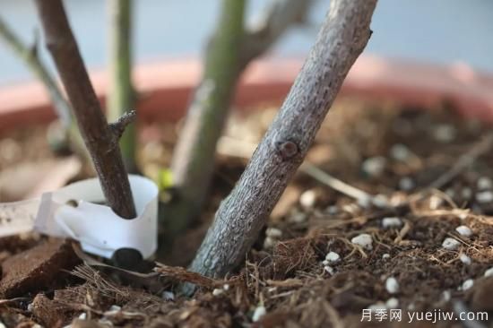 耐寒性，你家月季抗不抗凍？月季如何過冬(圖3)