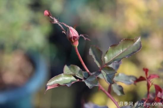 耐寒性，你家月季抗不抗凍？月季如何過冬(圖5)