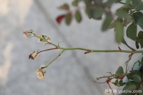 耐寒性，你家月季抗不抗凍？月季如何過冬(圖6)