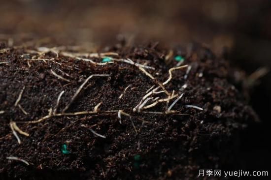 耐寒性，你家月季抗不抗凍？月季如何過冬(圖9)