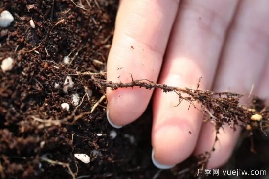 耐寒性，你家月季抗不抗凍？月季如何過冬(圖11)