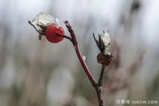 耐寒性，你家月季抗不抗凍？月季如何過冬(圖12)