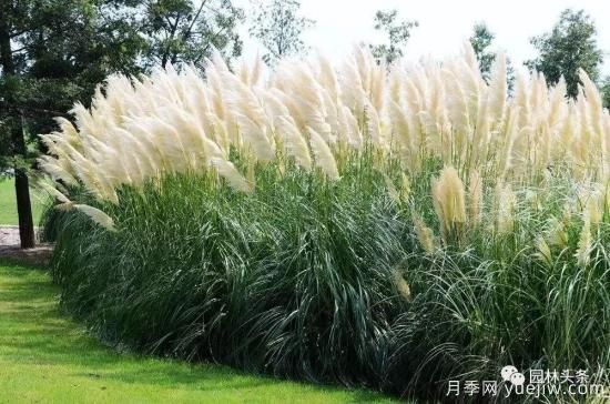 又美又耐寒，適合北方的14個觀賞草種類推薦(圖1)