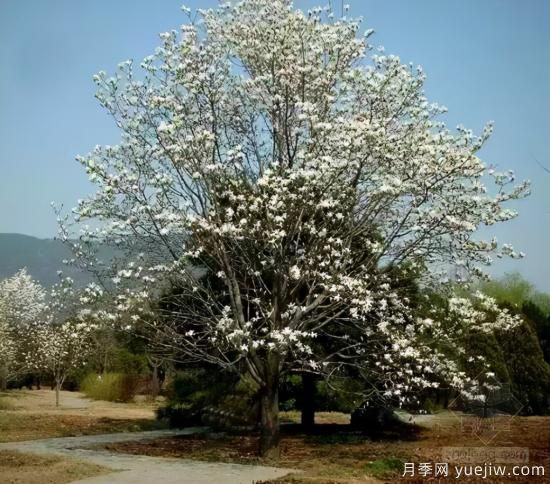 景觀人必知的行道樹知識(shí)！附30種常用落葉喬木介紹(圖10)