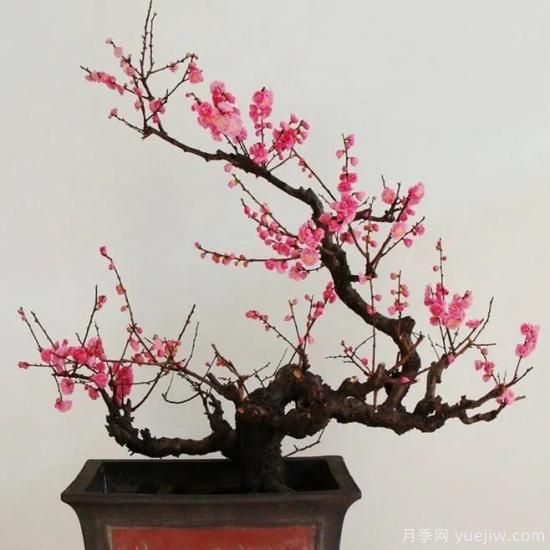 盆栽梅花怎樣施肥與澆水？梅花常見(jiàn)蟲(chóng)害的防治(圖1)