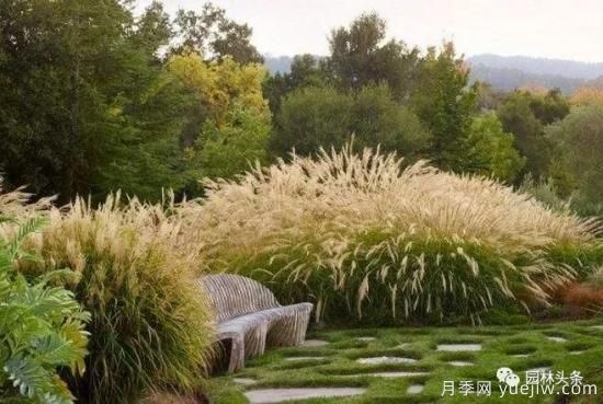 又美又耐寒，適合北方的14個觀賞草種類推薦(圖2)